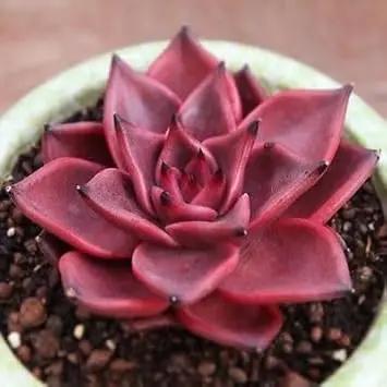 Echeveria Agavoides Romeo Plant Seeds for Planting - NON GMO Seeds for planting in home garden