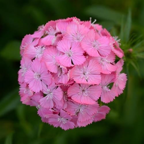 Pink Dianthus Flower - Heirloom, Non - Gmo Seeds