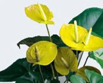 Yellow Anthurium Andraeanu Flower Seeds for Planting - NON GMO Seeds for planting in home garden