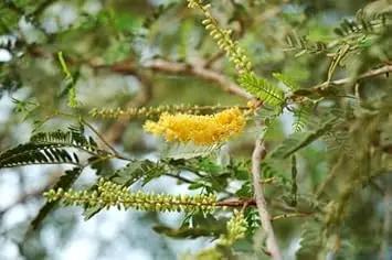 perennial-heirloom-non-gmo-prosopis-cineraria-tree-seeds

