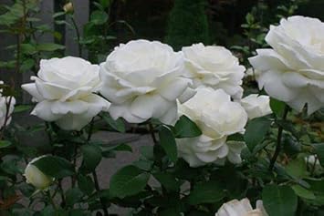 Rose Flower White - Heirloom, Non - Gmo Seeds