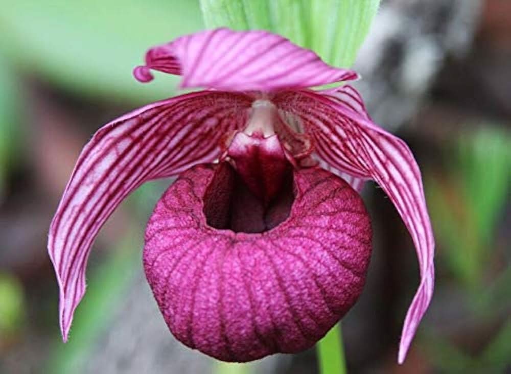 Slipper Orchid Paphiopedilum Cypripedium Flower Seeds for Planting in balcony garden bonsai pots and indoor containers