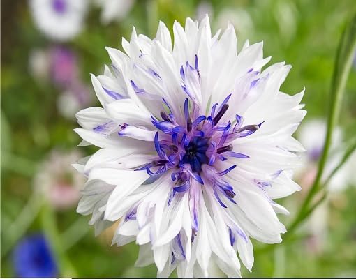White Violet Centaurea Cyanus Flower