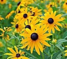 Yellow Goldsturm Flower Seeds for Planting - 100 seeds for planting in home garden