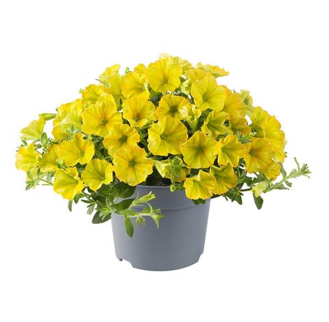 Yellow Petunia Flower