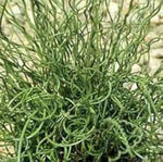 Spiralis Corkscrew Plant for planting