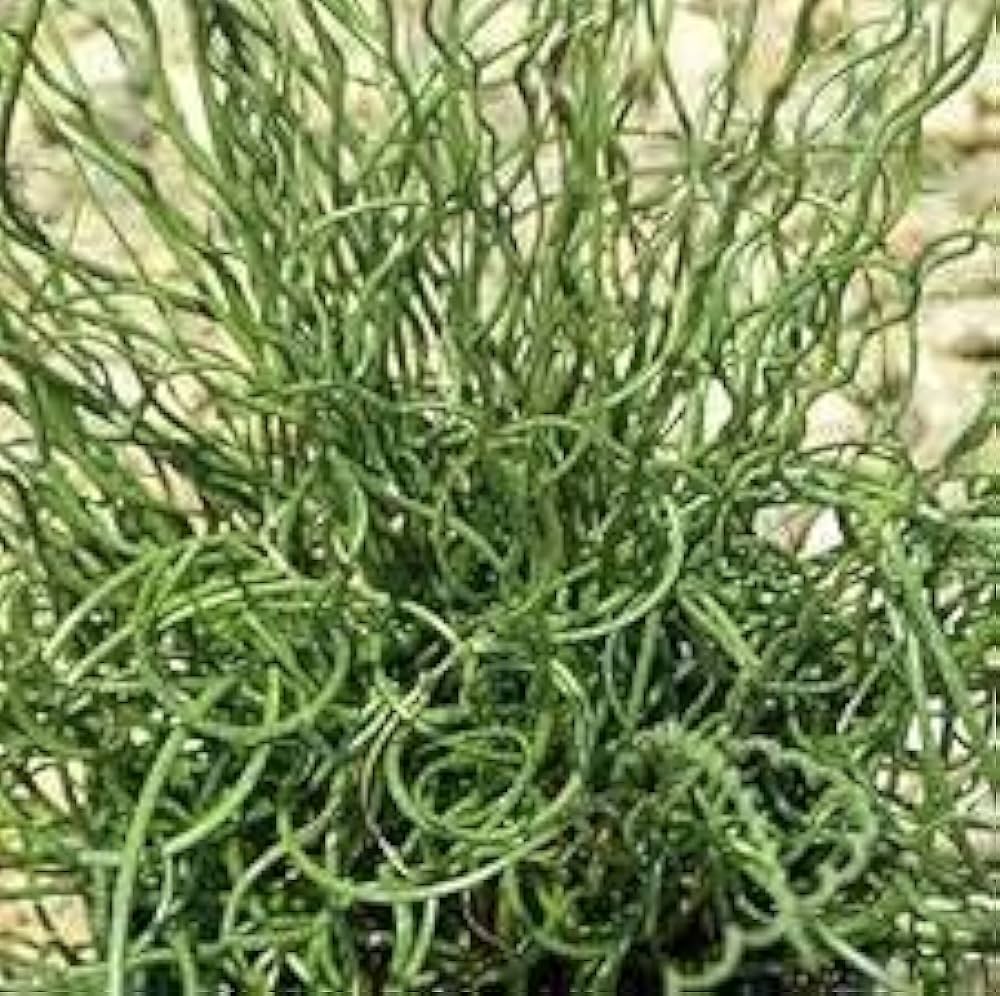 Spiralis Corkscrew Plant for planting