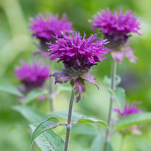 Purple Monarda Flower - Heirloom, Non - Gmo Seeds