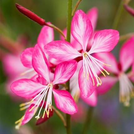 Guara Flower - Heirloom, Non - Gmo Seeds