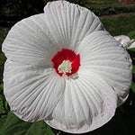 Hibiscus Honeymoon White Eye Seeds