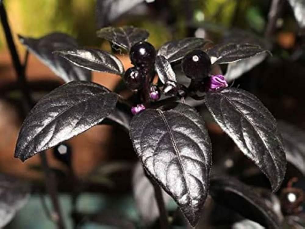 Black Pearl Hot Pepper Seeds for growing ornamental chili plants with glossy black peppers and dark foliage, perfect for spicy dishes and decorative gardening.