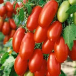 San Marzano Tomato (Heirloom) seeds for planting in garden