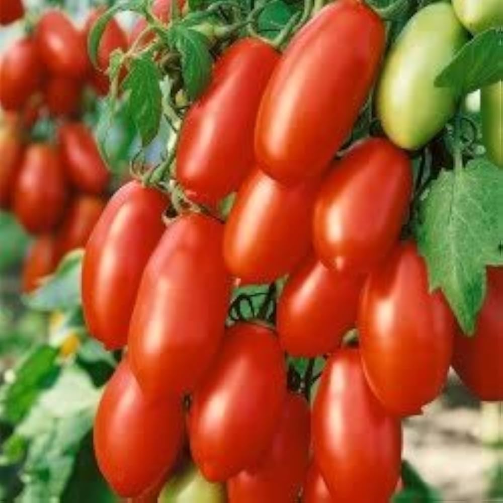 San Marzano Tomato (Heirloom) seeds for planting in garden