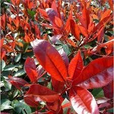 Photinia Serrulata Plant Seeds for Planting - 100