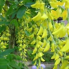 Yellow Anagyroides Flower Seeds for Planting, 100