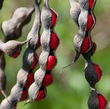 Texas Mountain Laurel Mescal Bean Seeds for Planting - NON GMO Seeds for planting in home garden