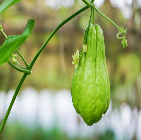 Green Chayote - Heirloom, Non - Gmo Seeds