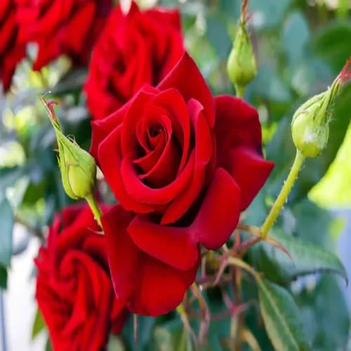 Giant Rose Flower Red - Heirloom, Non - Gmo Seeds