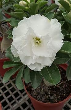 Organic Heirloom White Adenium Obesum Flower Seeds – Non-GMO Desert Rose Seeds for Planting for planting in your garden.