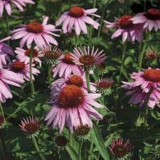 Heirloom Non-GMO Pink Echinacea Coneflower Seeds for Planting – Medicinal and Ornamental Garden Flowers