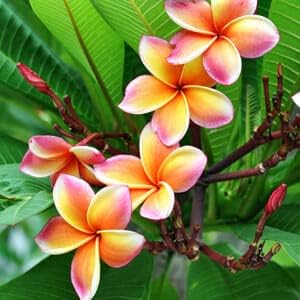 Heirloom Non-GMO Pink Yellow Egg Flower Seeds for Planting – Unique Colorful Blooms