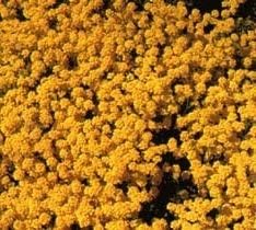 Yellow Aurinia Saxatilis Flower Seeds – Heirloom Non-GMO Alyssum Blooms for Sunny Rock Gardens