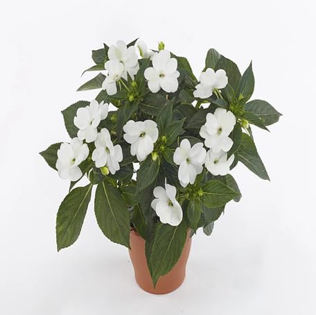 White Impatiens Flower - Heirloom, Non - Gmo Seeds