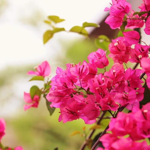 Pink Bougainvillea Flower