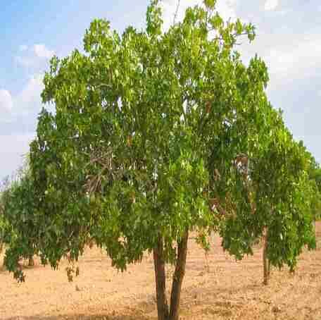 Green Pistachio Tree - Heirloom, Non - Gmo Seeds