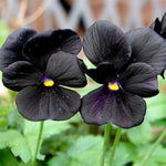Pezzi Halloween II Pansy Pansy Black Seeds