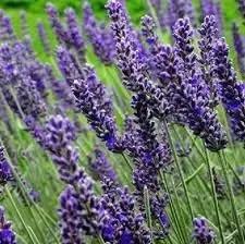 Munstead Lavender Flower Seeds for Planting - NON GMO Seeds Dhara Seeds