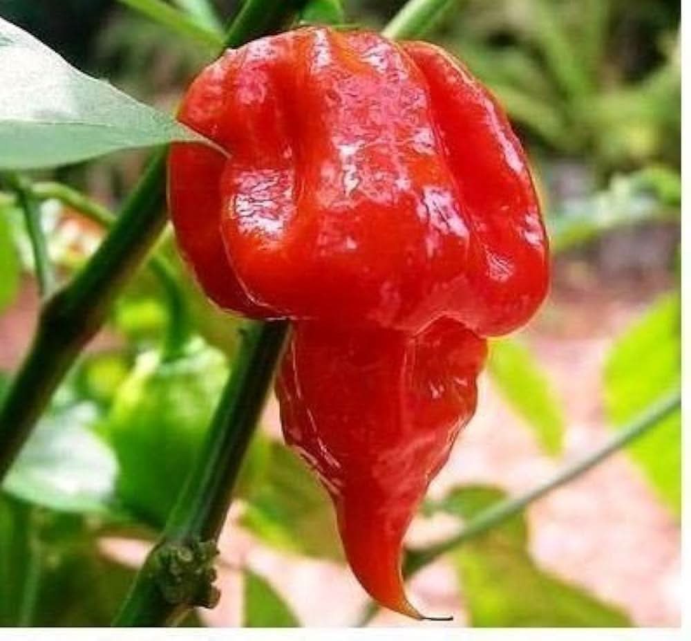 Trinidad Scorpion Butch T Pepper Seeds, World's Hottest