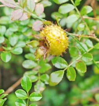 Wild Rosa Roxbunghii Fruit Seeds - Green and Hardy for Your Landscape