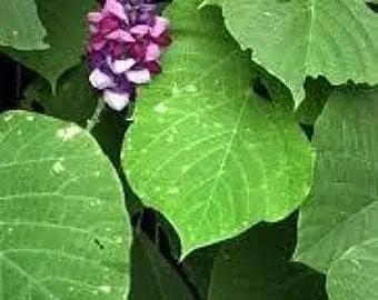 Kudzu Pueraria Lobata Plant Seeds for Planting - Heirloom and Non-GMO Garden Seeds Dhara Seeds