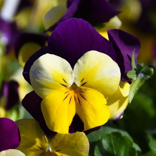 Purple Yellow Pansy Flower