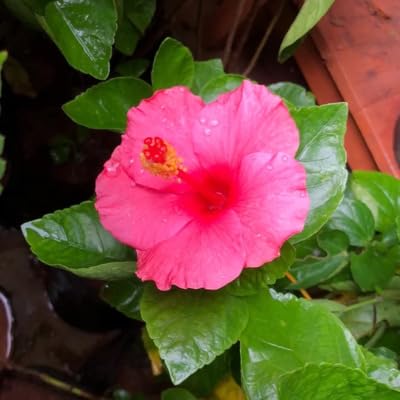 Hibiscus Flower - Heirloom, Non - Gmo Seeds