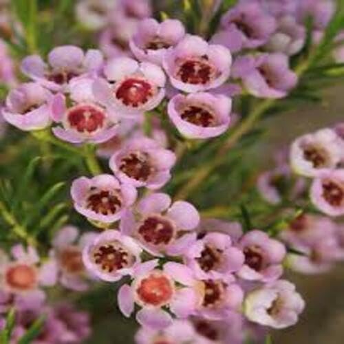Pink Wax Flower - Heirloom, Non - Gmo Seeds
