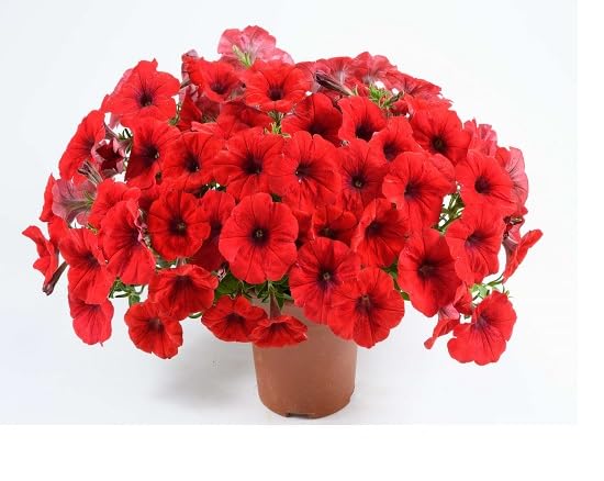 Red Petunia Flower - Heirloom, Non - Gmo Seeds