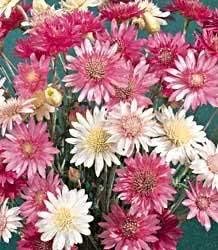 Mixed Xeranthemum Annum Flower Seeds for Garden - NON GMO Seeds Dhara Seeds