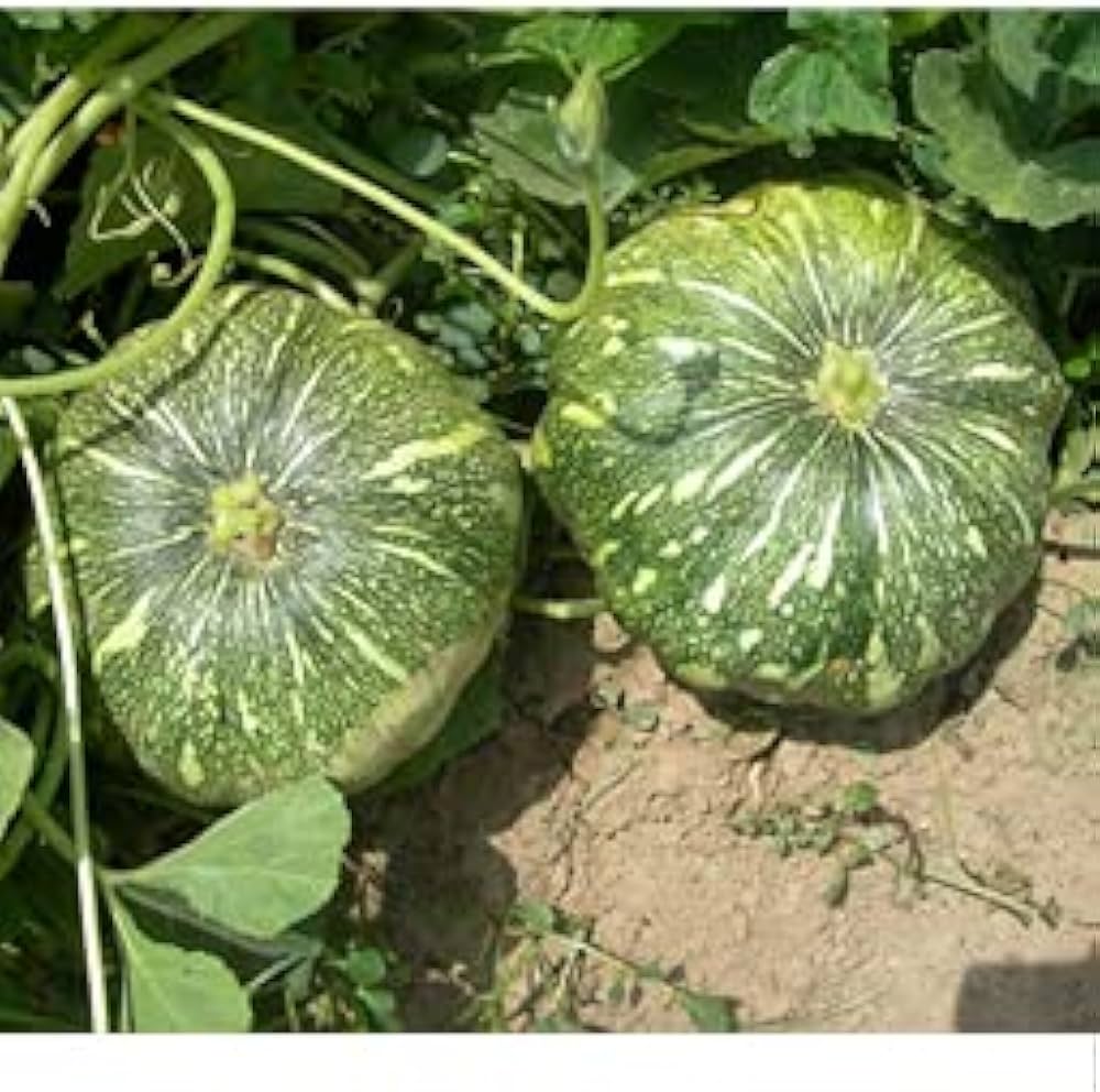Pumpkin Seeds for Planting Cucurbita Pepo vegetable patch fall garden