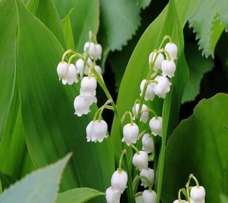 Lily The Valley Flower - Heirloom, Non - Gmo Seeds