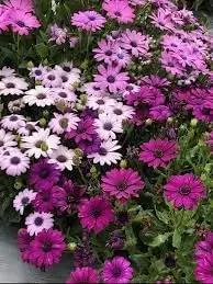 African Marigold Mixed Flower Seeds for Planting - NON GMO Seeds for planting in home garden