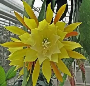 Heirloom (Heirloom scientific name) for planting in garden