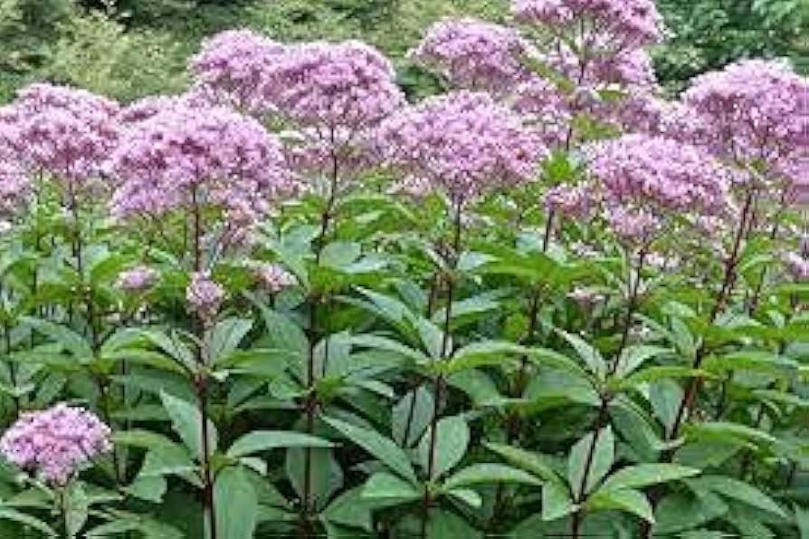 Sourwood Tree Seeds for Planting