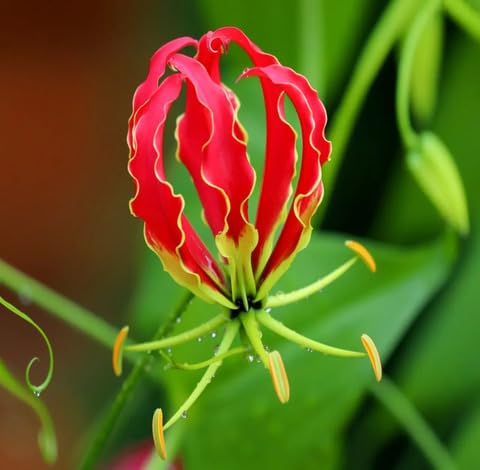 Red Yellow Gloriosa Flower