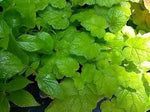 Piggyback Plant Flower Seeds for Planting non GMO Seeds Dhara Seeds