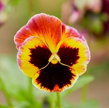 Pansy Flower Yellow Red - Heirloom, Non - Gmo Seeds