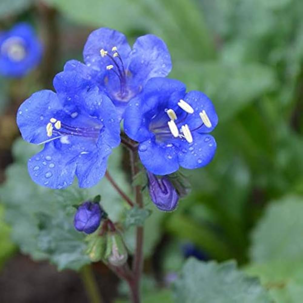 California Bluebell Seeds