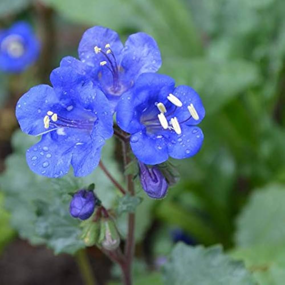Organic Heirloom Non-GMO Blue California Bluebells Flower Seeds for Planting – Wild Blooms seeds for planting in home garden