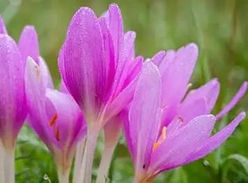 Heirloom Non-GMO Light Pink Crocus Flower Seeds for Planting – Early Spring Blooming Garden Beauties Dhara Seeds